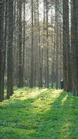 el hermoso paisaje forestal con los árboles rectos y la cálida luz del sol en otoño foto