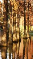 la hermosa vista del bosque sobre el agua en otoño foto