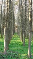 el hermoso paisaje forestal con los árboles rectos y la cálida luz del sol en otoño foto