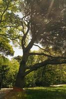 arbol en el parque foto