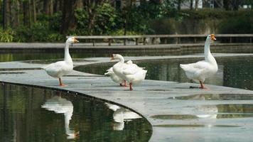 Several geese playing near the pond in the park photo