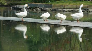 Several geese playing near the pond in the park photo