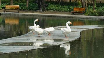 Several geese playing near the pond in the park photo