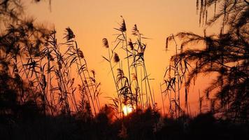 The beautiful sunset view in the forest with the warm and colorful sundown sunlight photo