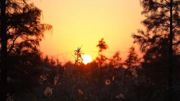 The beautiful sunset view in the forest with the warm and colorful sundown sunlight photo