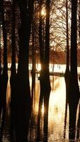 The beautiful forest view on the water in autumn photo