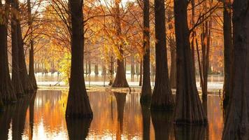 la hermosa vista del bosque sobre el agua en otoño foto