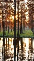 The beautiful forest view on the water in autumn photo