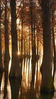 The beautiful forest view on the water in autumn photo