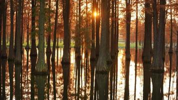 The beautiful forest view on the water in autumn photo