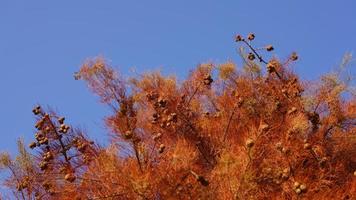 The beautiful forest landscape with the straight trees and warm sunlight in autumn photo