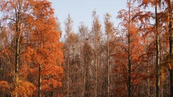 la hermosa vista del bosque sobre el agua en otoño foto