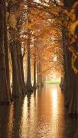 The beautiful forest view on the water in autumn photo