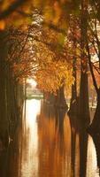 la hermosa vista del bosque sobre el agua en otoño foto