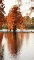 la hermosa vista del bosque sobre el agua en otoño foto