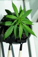 Cannabis plants grown in pots, growing in air-conditioned rooms, caring for cannabis plants concept. photo
