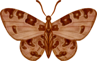 farfalla dell'annata dell'acquerello png