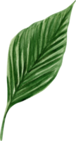 akvarell grön växt png