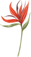 akvarell exotisk blomma png