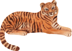 Watercolor cute tiger png