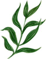pianta verde acquerello png