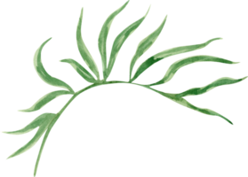 pianta verde acquerello