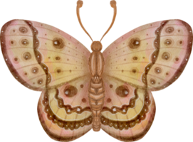 aquarel vintage vlinder png