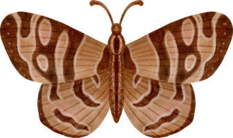 farfalla dell'annata dell'acquerello