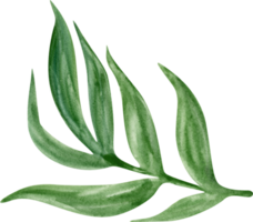 Watercolor green plant png
