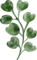 Watercolor green plant png