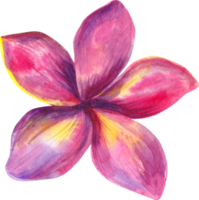 Watercolor tropical flower png