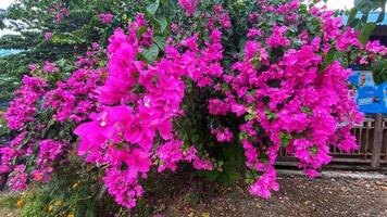 rosas de colores, fondos de boda y otros foto