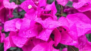 rosas de colores, fondos de boda y otros foto