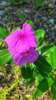 hermosas rosas de colores en el jardín foto