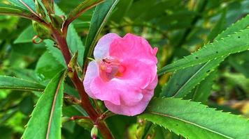 beautiful flowers blooming in the garden photo