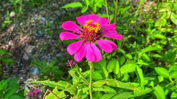 hermosas rosas de colores en el jardín foto