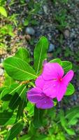 hermosas rosas de colores en el jardín foto