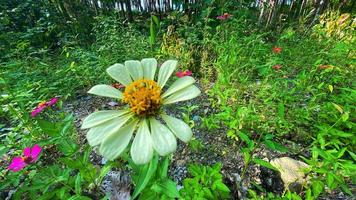 beautiful flowers blooming in the garden photo