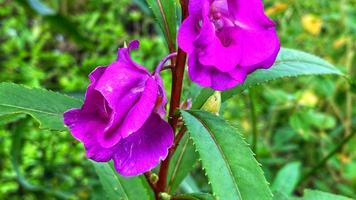 hermosas flores que florecen en el jardín foto