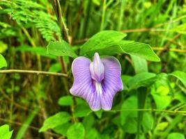 beautiful flowers blooming in the garden photo