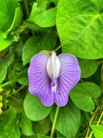 beautiful flowers blooming in the garden photo