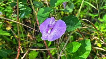 beautiful flowers blooming in the garden photo