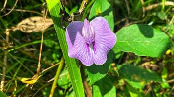 beautiful flowers blooming in the garden photo