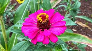 hermosas flores que florecen en el jardín foto