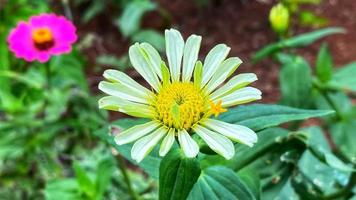 beautiful flowers blooming in the garden photo