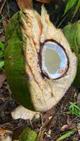 Looks beautiful green coconuts in the coconut garden