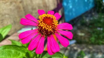 hermosas rosas de colores en el jardín foto