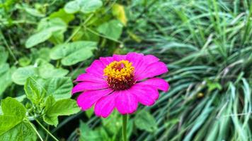 hermosas rosas de colores en el jardín foto