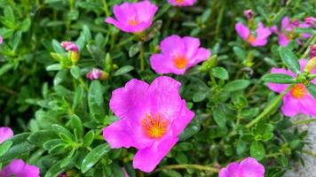 beautiful colorful roses in the garden photo