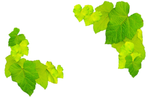 leaves on top view isolated background png
